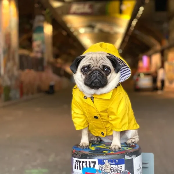 Waterproof Raincoat Dog Clothes / Cat Clothes - Image 10