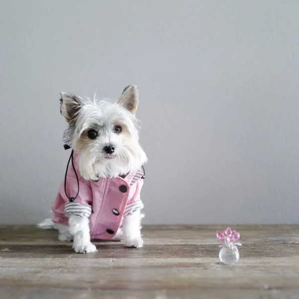 Waterproof Raincoat Dog Clothes / Cat Clothes - Image 9