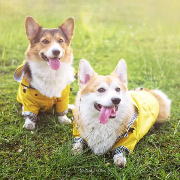 Waterproof Raincoat Dog Clothes / Cat Clothes - Image 11