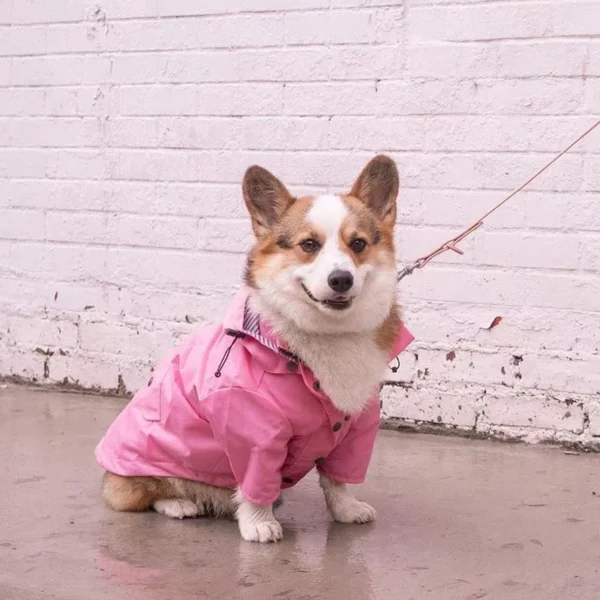 Waterproof Raincoat Dog Clothes / Cat Clothes - Image 2