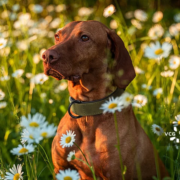 Premium Adjustable Leather Dog Collar - Image 3