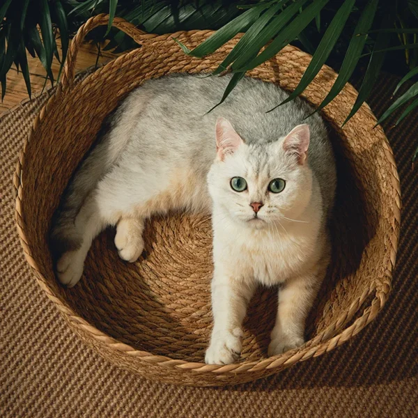 Woven Cat Bed for Cool Summer Comfort - Image 4