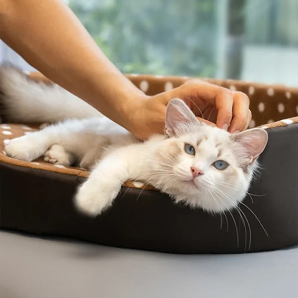 Cat Furniture – Soft Raised Sofa Bed for Cats - Image 4