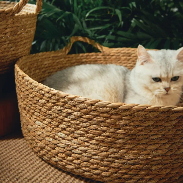 Woven Cat Bed for Cool Summer Comfort - Image 3