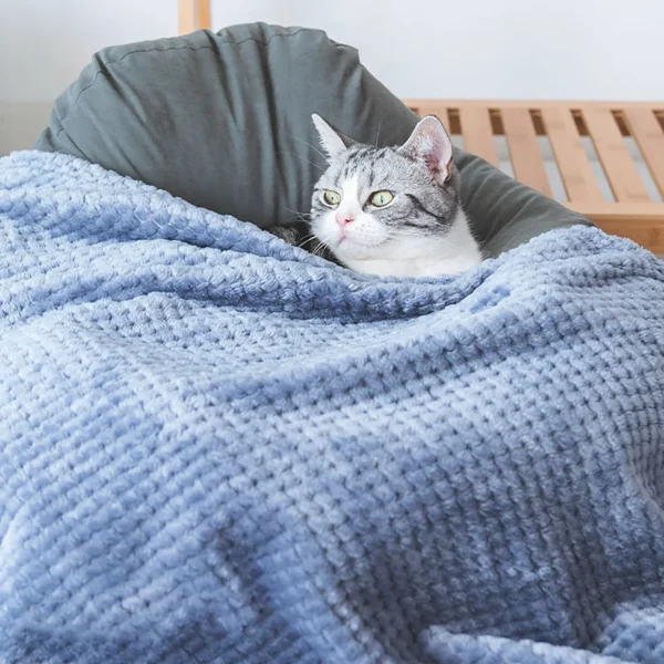 Plush Dog Blanket for Sofa & Bed - Image 2