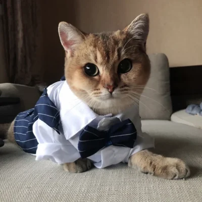 Tuxedo Cat Clothes