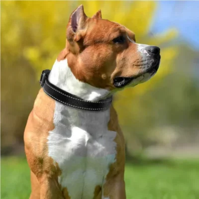Shock-Resistant Dog Collar