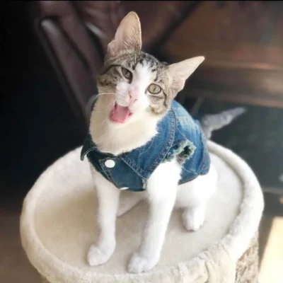 Denim Vest Dog Clothes